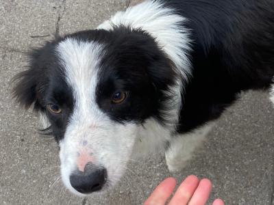 Male Border Collie 'Sheepdog' puppy 8 months old for sale in Galway