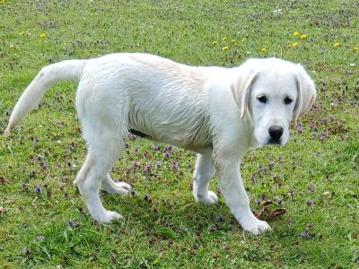 Female Goldador puppy (Golden Retriever x Labrador) 3 months old in Galway