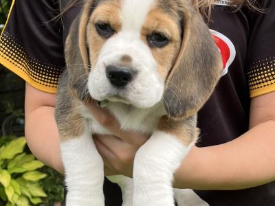 Purebred female Chunky Beagle puppies in Roscommon