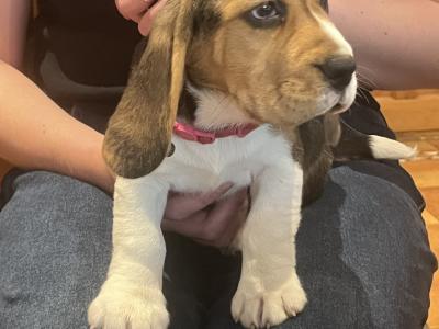 Purebred female Chunky Beagle puppies in Roscommon