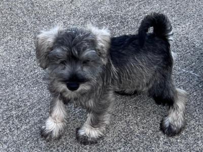 Salt and pepper family reared miniature Schnauzer puppies in Wexford