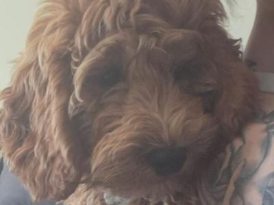 Loving 5 month old male Cockapoo puppy in Wexford is looking for a family home