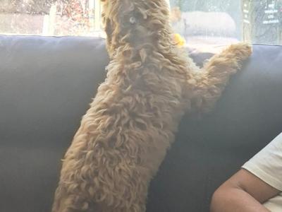 Loving 5 month old male Cockapoo puppy in Wexford is looking for a family home