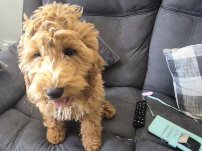 Loving 5 month old male Cockapoo puppy in Wexford is looking for a family home