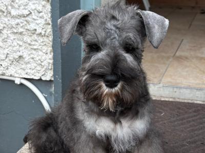 Miniature male Schnauzer puppy for sale in Leitrim