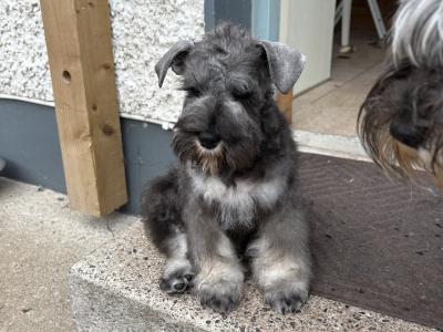 Miniature male Schnauzer puppy for sale in Leitrim