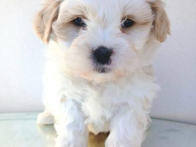 Veterinary health checked Maltipoo puppies in Cavan