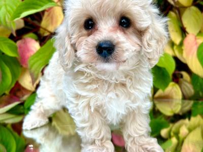 Beautiful Cavachon puppies in Cavan
