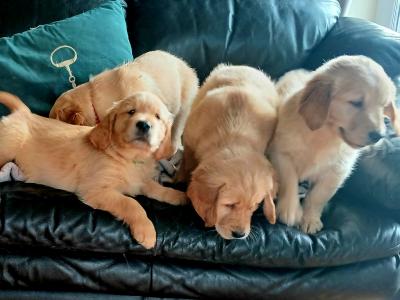 Beautiful IKC registered Golden Retriever puppies in Donegal