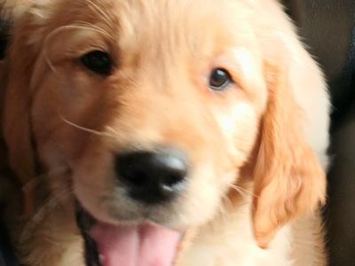 Beautiful IKC registered Golden Retriever puppies in Donegal