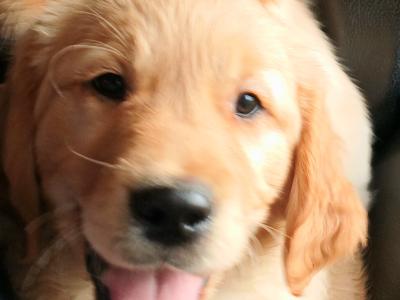 Beautiful IKC registered Golden Retriever puppies in Donegal