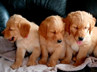 Beautiful IKC registered Golden Retriever puppies in Donegal