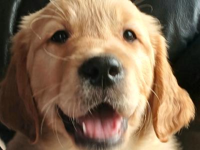 Beautiful IKC registered Golden Retriever puppies in Donegal