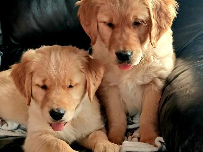 Beautiful IKC registered Golden Retriever puppies in Donegal