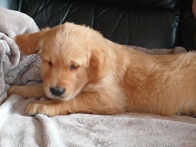 Beautiful IKC registered Golden Retriever puppies in Donegal
