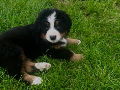 6 Beautiful and Registered Bernese Mountain Dog Pups