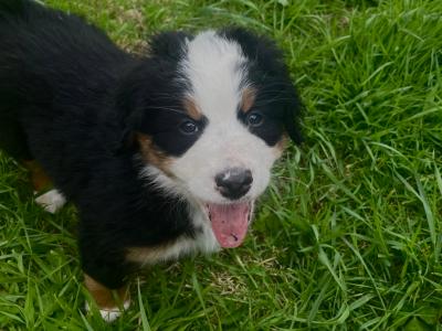 6 Beautiful and Registered Bernese Mountain Dog Pups