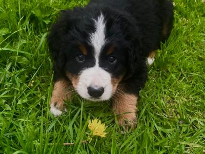 6 Beautiful and Registered Bernese Mountain Dog Pups