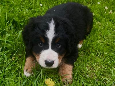 6 Beautiful IKC Registered Bernese Mountain Dog puppies in Down