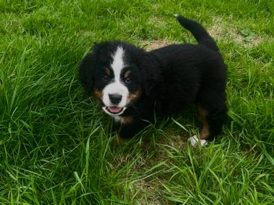 6 Beautiful and Registered Bernese Mountain Dog Pups