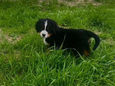 6 Beautiful and Registered Bernese Mountain Dog Pups