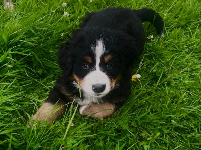 6 Beautiful and Registered Bernese Mountain Dog Pups