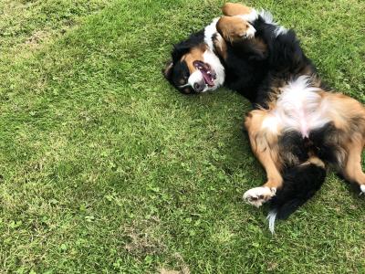 6 Beautiful and Registered Bernese Mountain Dog Pups