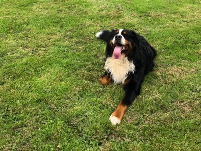 6 Beautiful and Registered Bernese Mountain Dog Pups