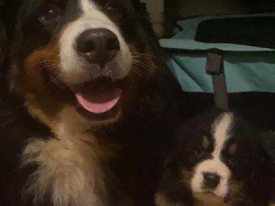 6 Beautiful and Registered Bernese Mountain Dog Pups