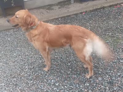 Beautiful IKC registered Golden Retriever puppies in Donegal