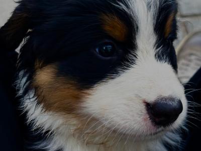 6 Beautiful and Registered Bernese Mountain Dog Pups
