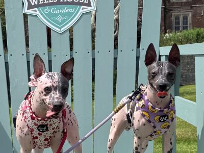 Pedigree IKC Registered American Hairless Terrier puppie 7 months old in Laois
