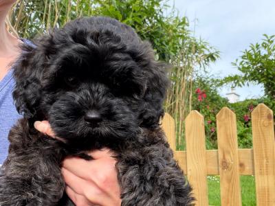Fully vaccinated Unique Cavapoochon F1b female puppy in Limerick  €1000