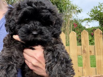 Last one Unique Cavapoochon F1b puppies in Limerick  €1000