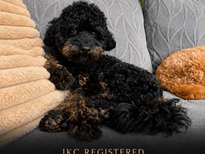 Last one Unique Cavapoochon F1b puppies in Limerick  €1000