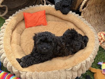 Last one Unique Cavapoochon F1b puppies in Limerick  €1000