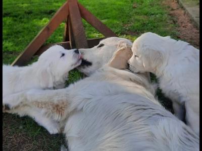 Outstanding IKC Registered purebred Golden Retriever puppies in Tipperary