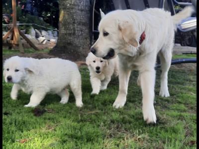 Outstanding IKC Registered purebred Golden Retriever puppies in Tipperary