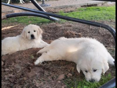 Outstanding IKC Registered purebred Golden Retriever puppies in Tipperary