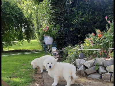 Outstanding IKC Registered purebred Golden Retriever puppies in Tipperary