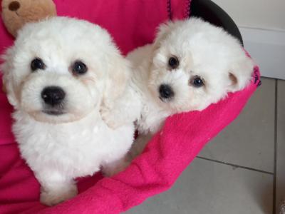 Bichon Frise pups for sale in Galway