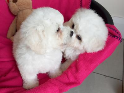 Bichon Frise pups for sale in Galway