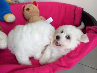 Bichon Frise pups for sale in Galway