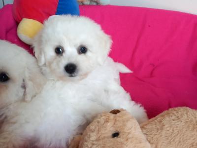 Bichon Frise pups for sale in Galway