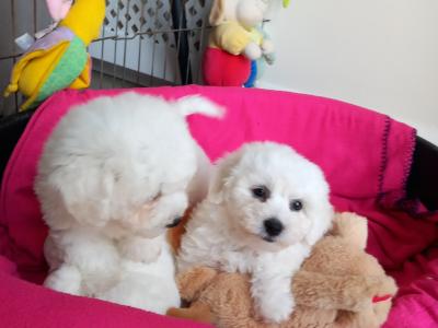 Bichon Frise pups for sale in Galway
