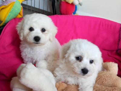 Bichon Frise pups for sale in Galway