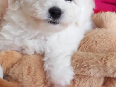Bichon Frise pups for sale in Galway