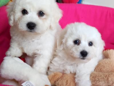 Bichon Frise pups for sale in Galway