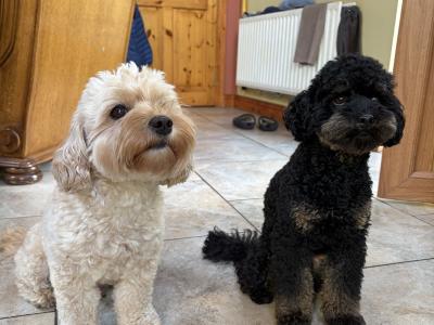 Last one Unique Cavapoochon F1b puppies in Limerick  €1000