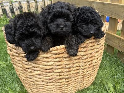 Last one Unique Cavapoochon F1b puppies in Limerick  €1000